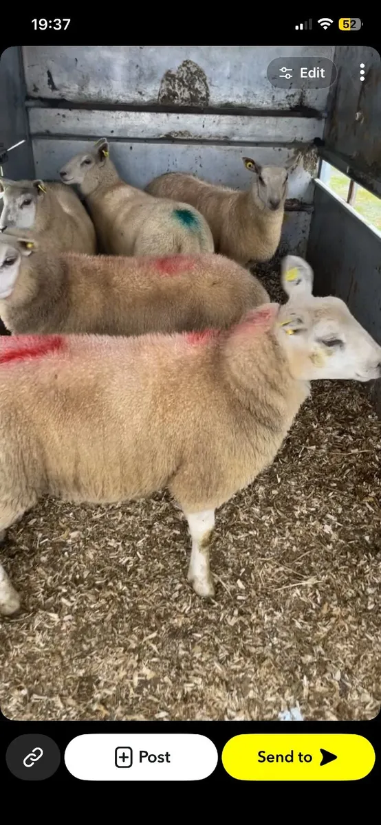 Sheep - Image 3