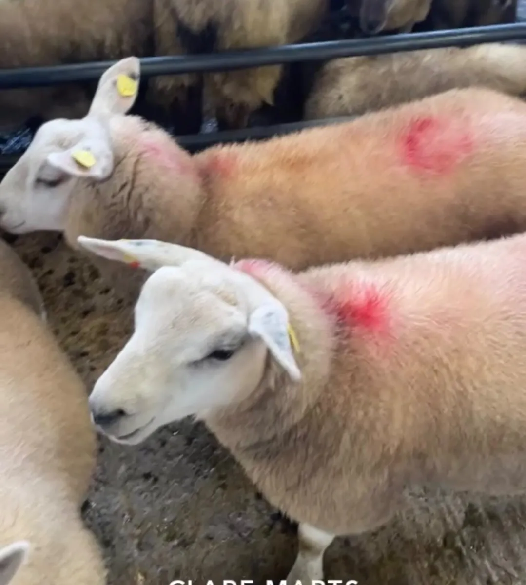 Sheep - Image 1