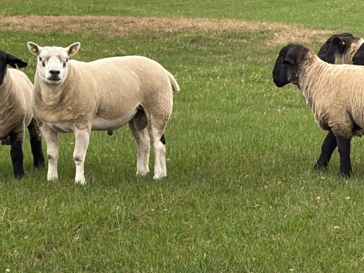 Hogget rams - Image 2
