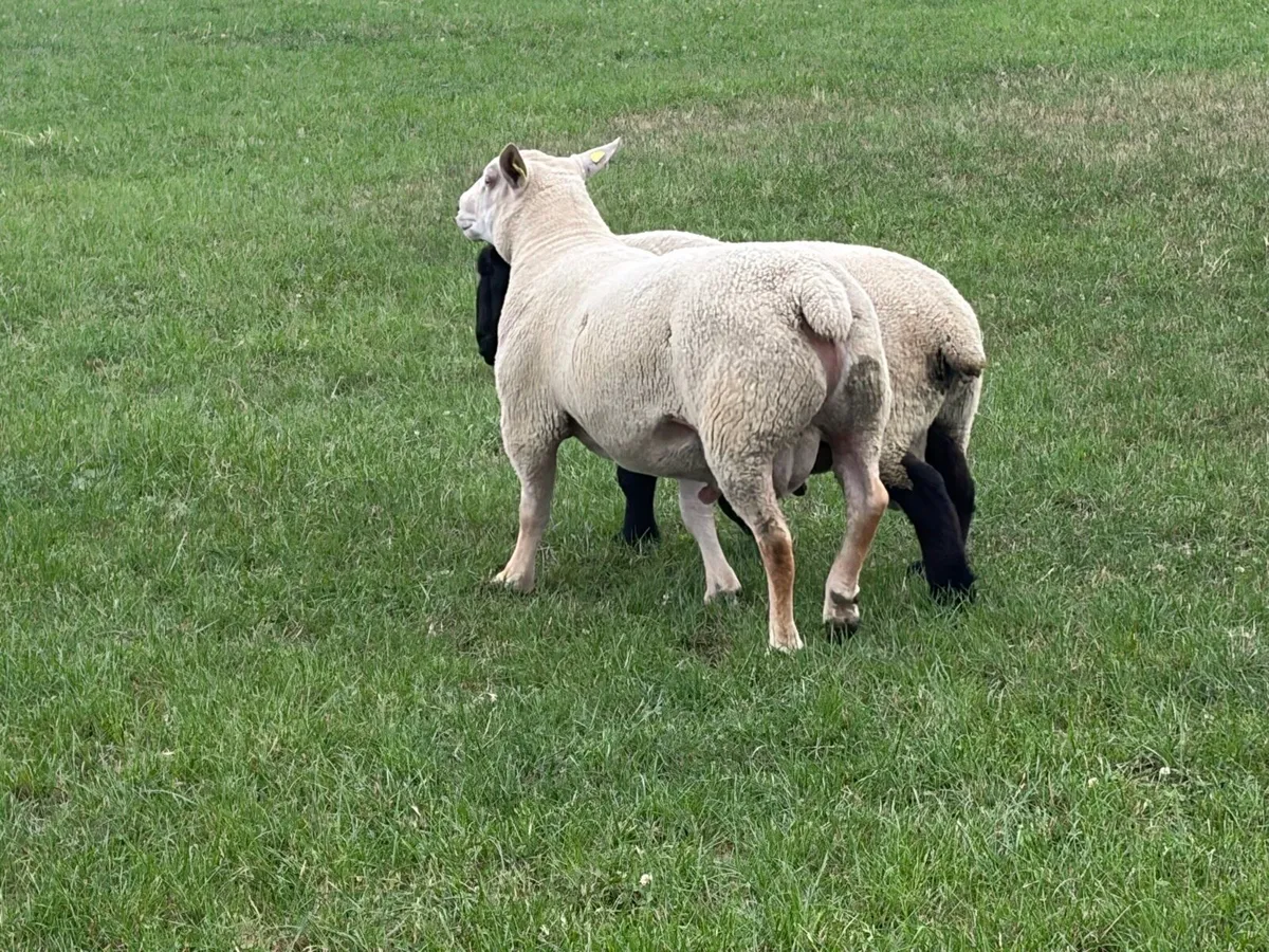 Hogget rams - Image 3