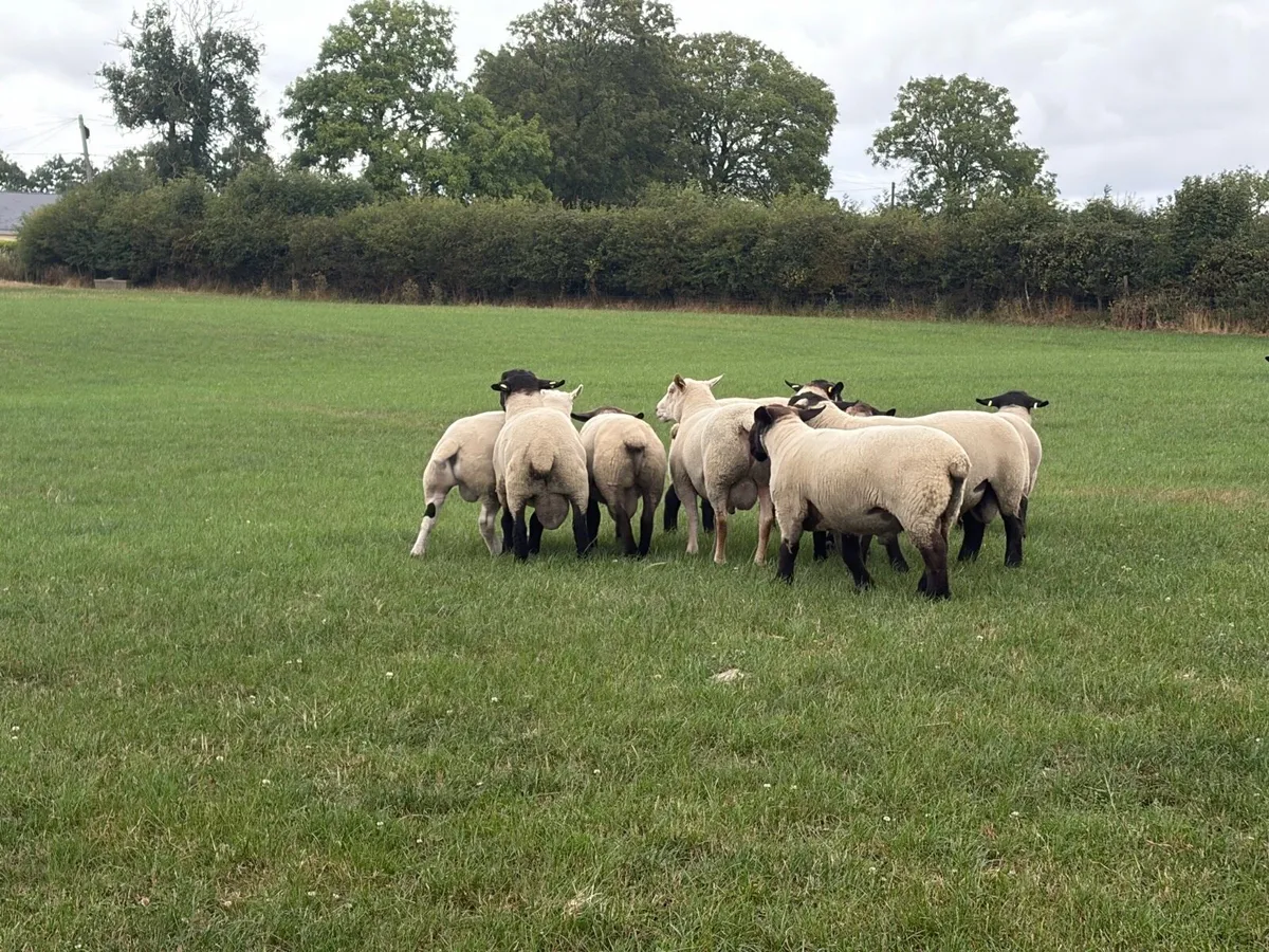 Hogget rams - Image 4