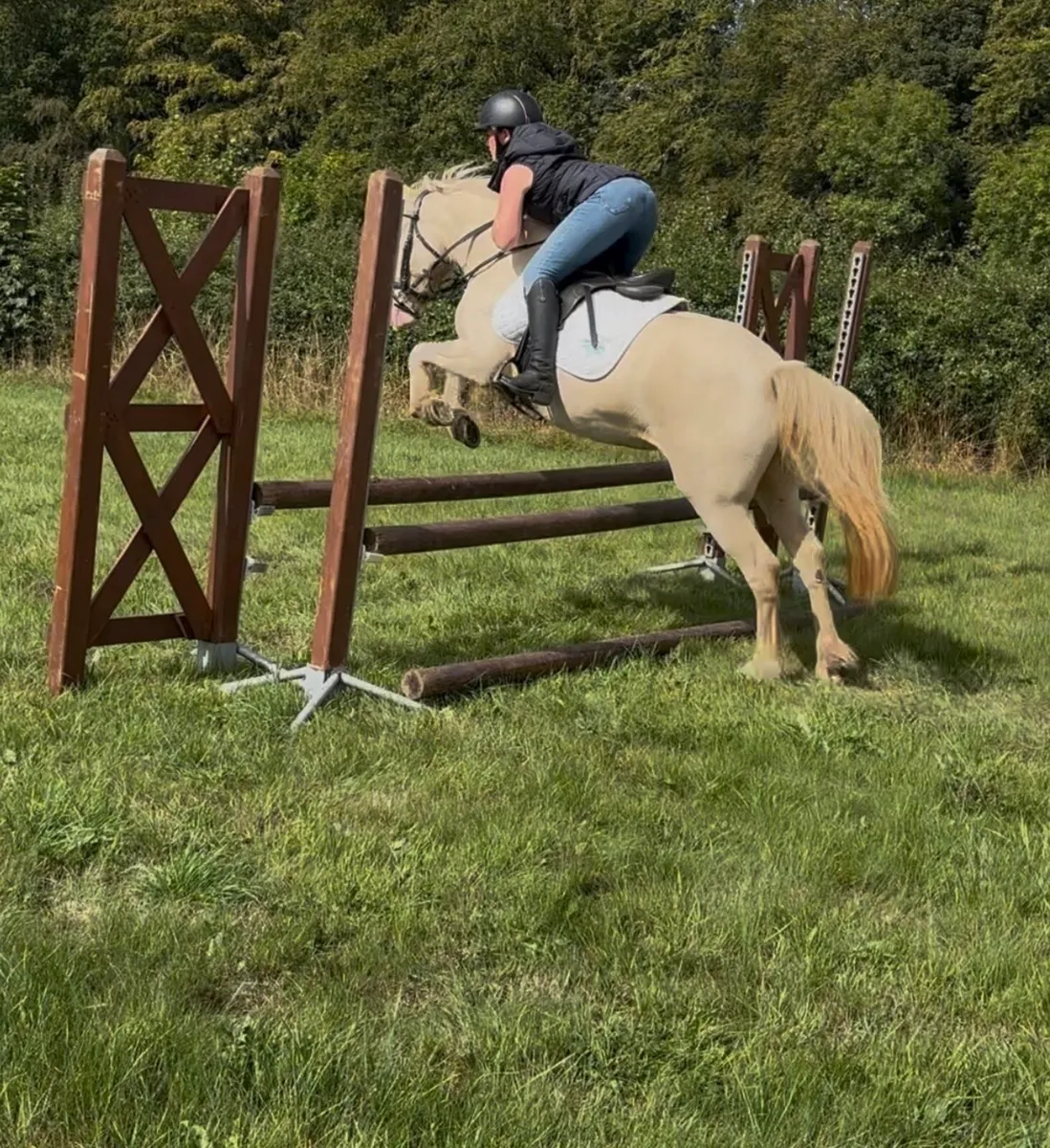 STUNNING PERLINO 4yo 13.2 FILLY - Image 4