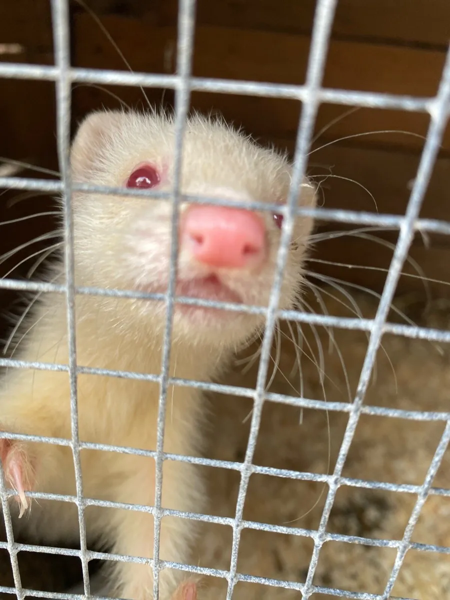 Ferrets and rats - Image 2