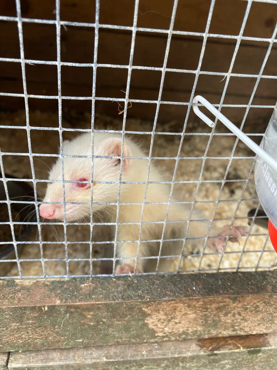 Ferrets and rats - Image 3