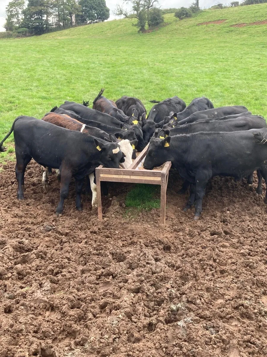 Angus bull’s - Image 1