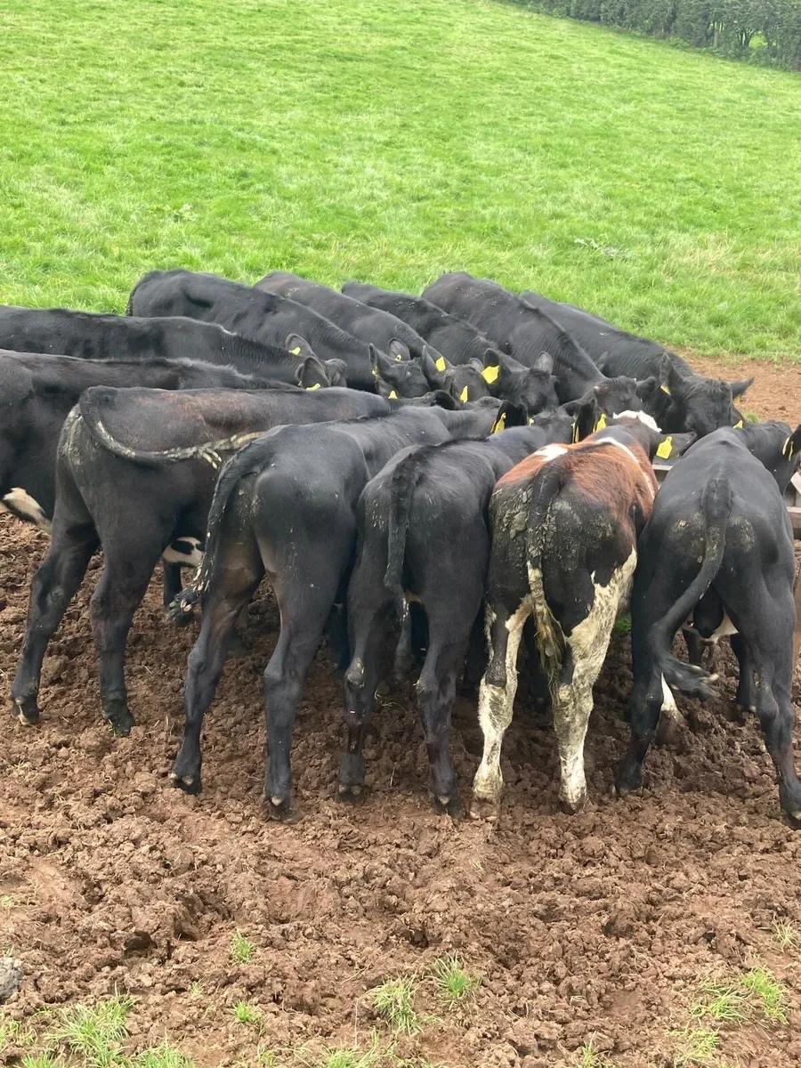 Angus bull’s - Image 2