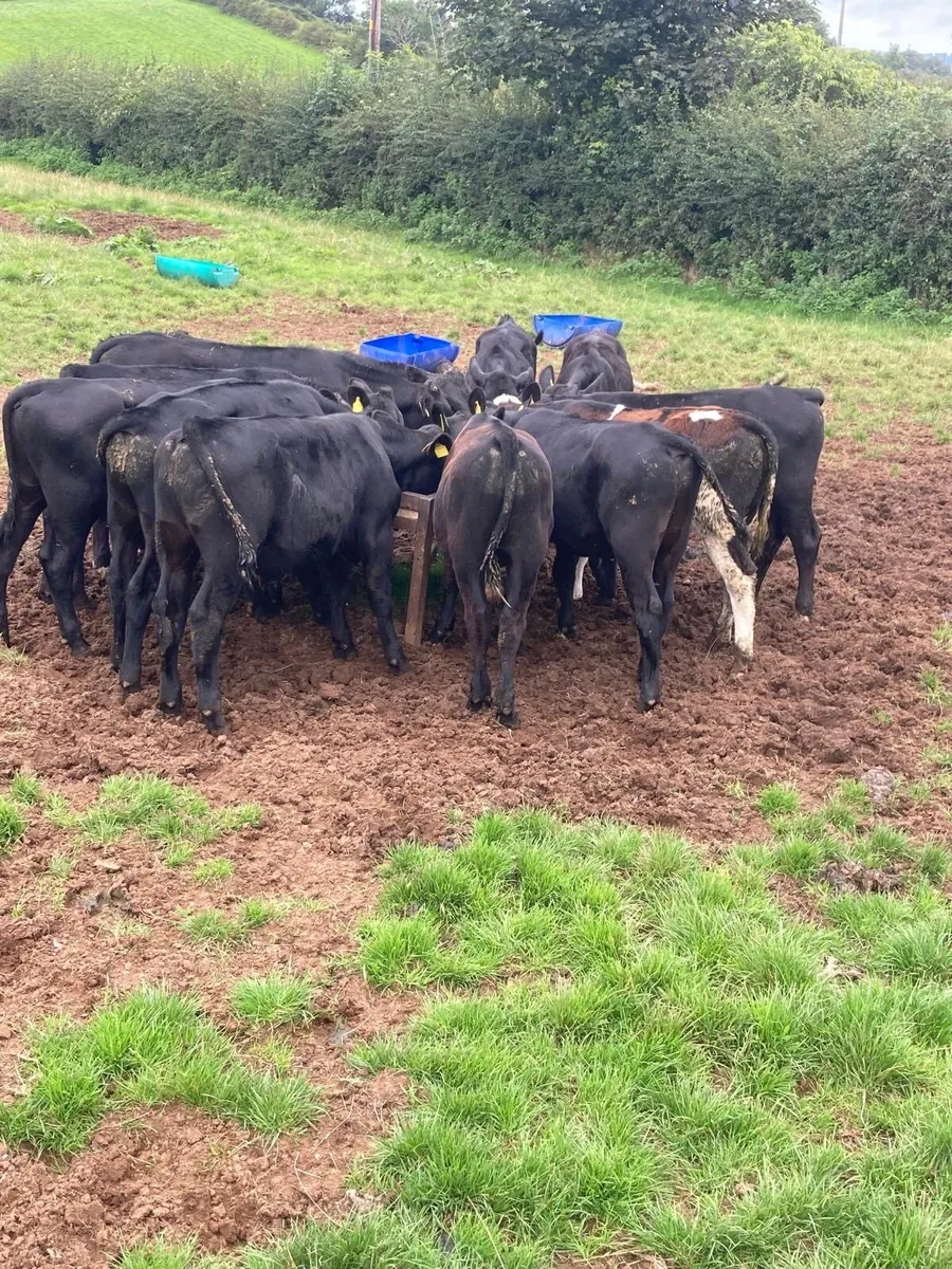 Angus bull’s - Image 4