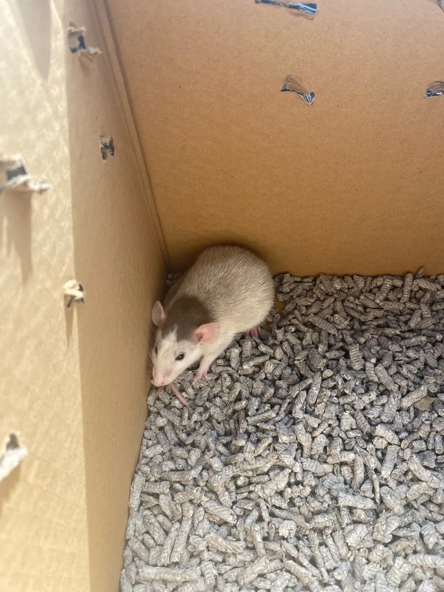Ferrets and rats - Image 4
