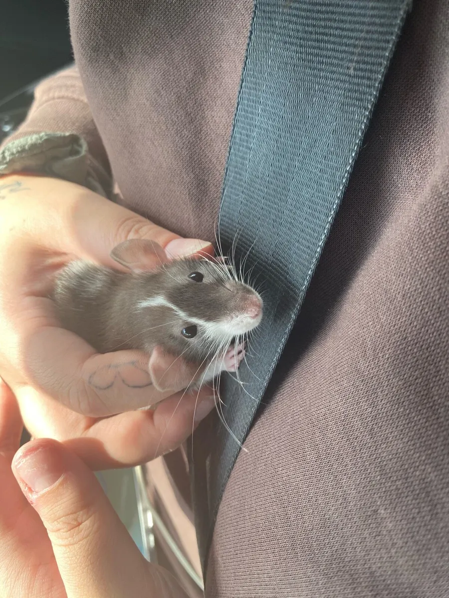 Rats - Image 2