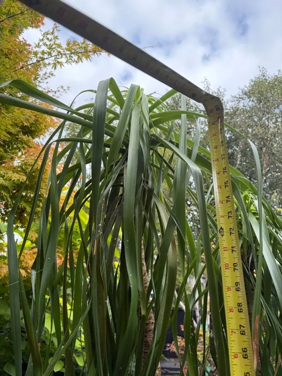 Ponytail palm - Image 3