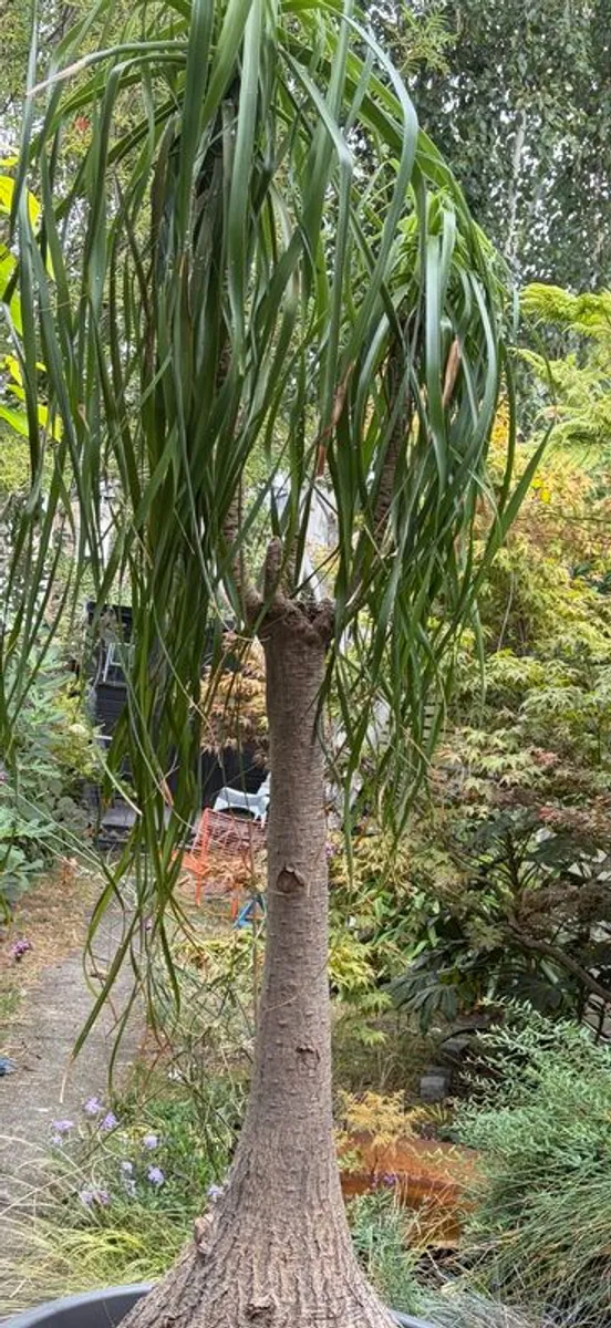 Ponytail palm - Image 4