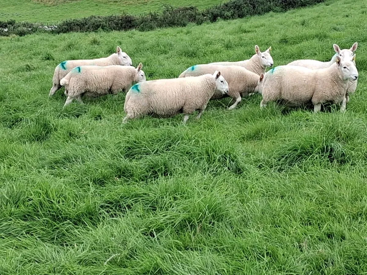 Cheviot Ram Lambs north country Sis approved - Image 2