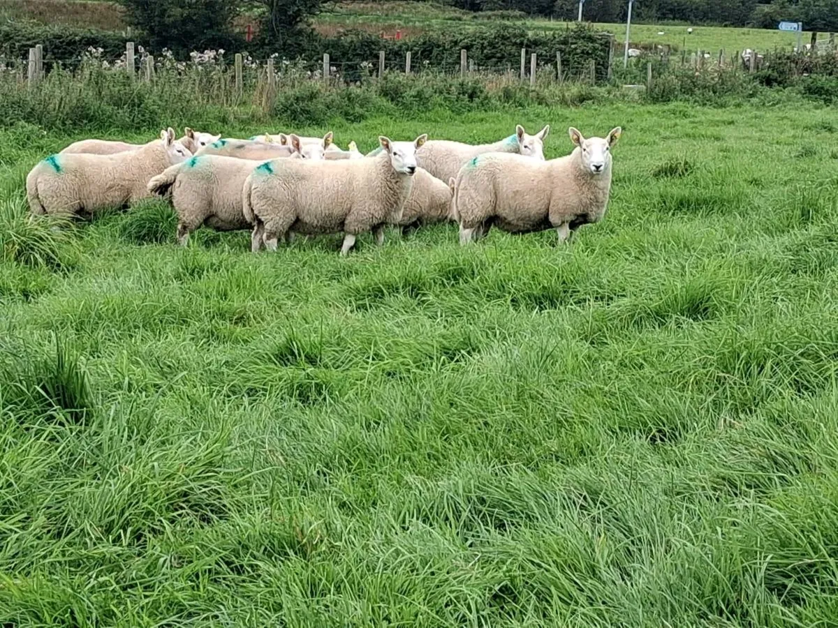 Cheviot Ram Lambs north country Sis approved - Image 3