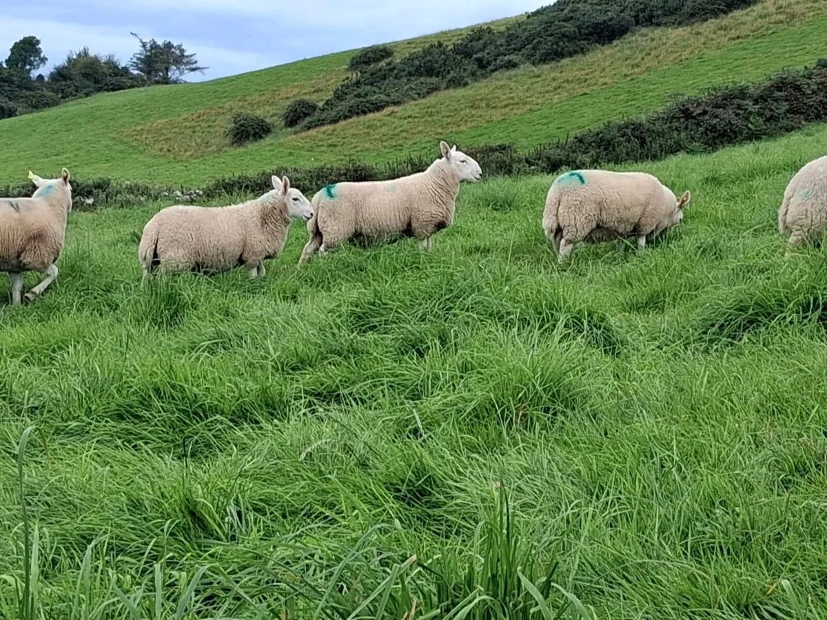 Cheviot Ram Lambs north country Sis approved - Image 4