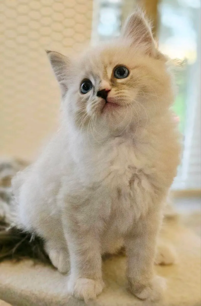 Pure breed Ragdoll kittens - Image 1