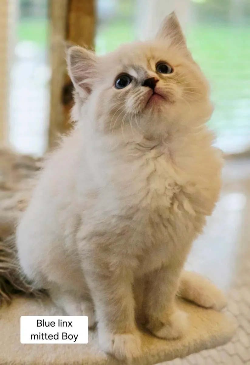 Pure breed Ragdoll kittens - Image 2