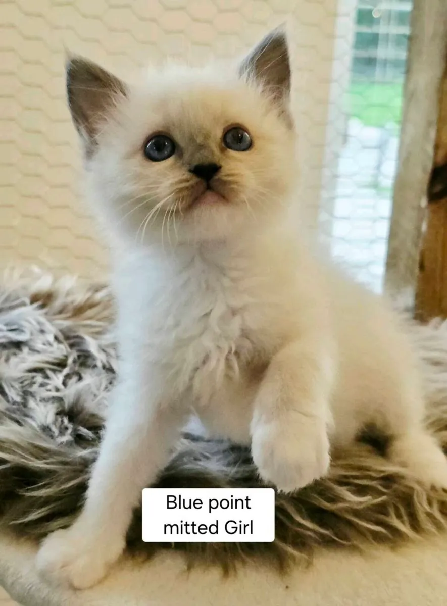 Pure breed Ragdoll kittens - Image 3