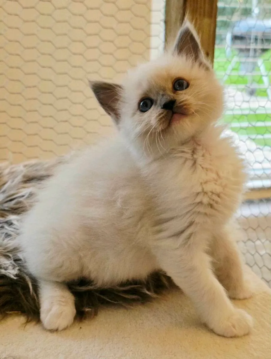 Pure breed Ragdoll kittens - Image 4
