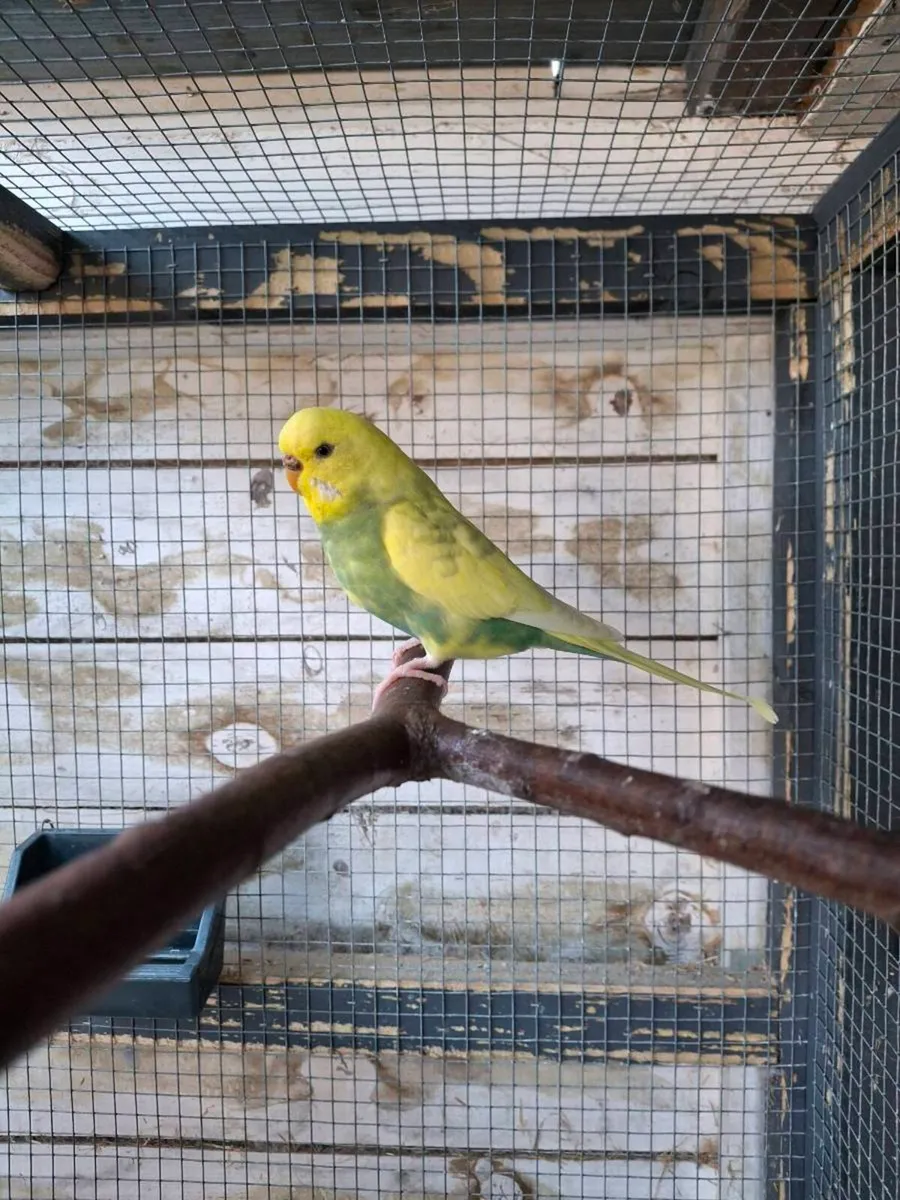 Budgies - Image 1