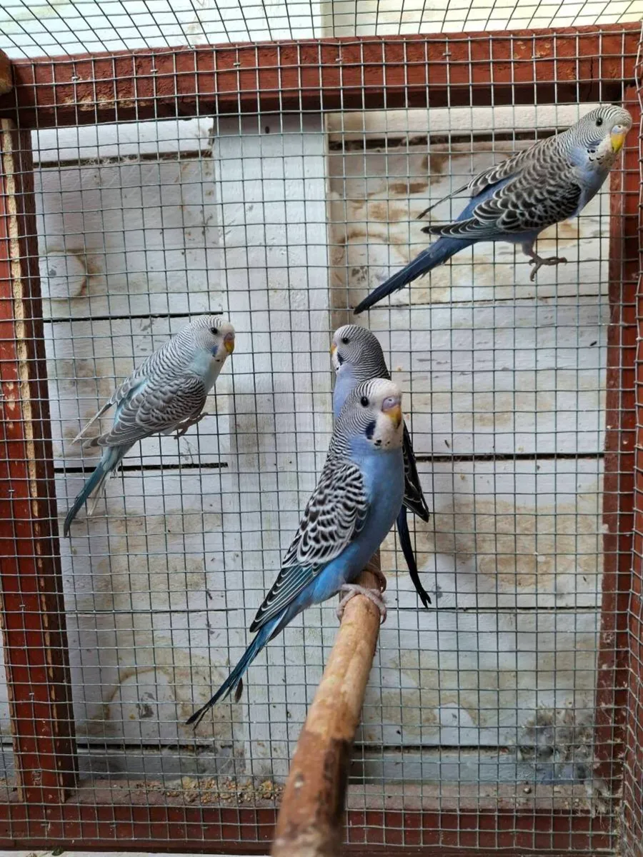 Budgies - Image 2