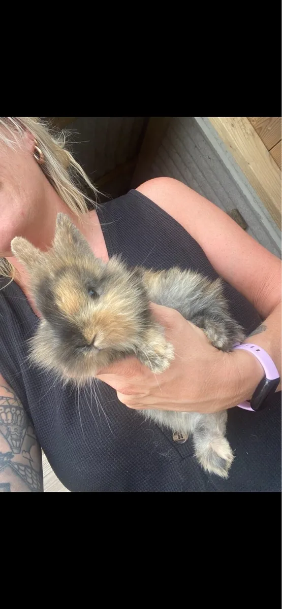 One Male Mixed Breed Rabbit 8 weeks old - Image 1