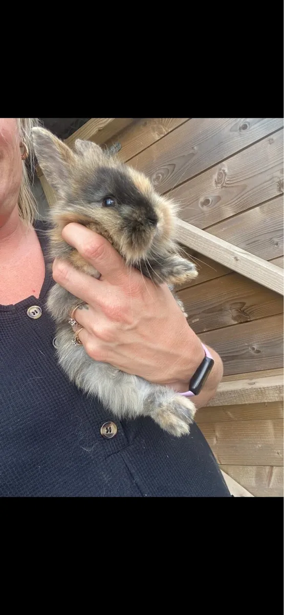 One Male Mixed Breed Rabbit 8 weeks old - Image 2