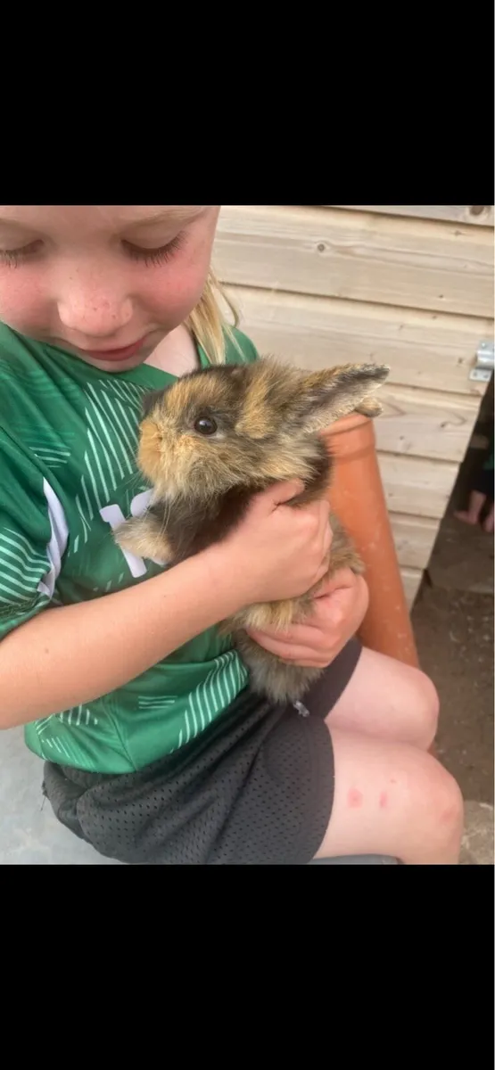 One Male Mixed Breed Rabbit 8 weeks old - Image 3