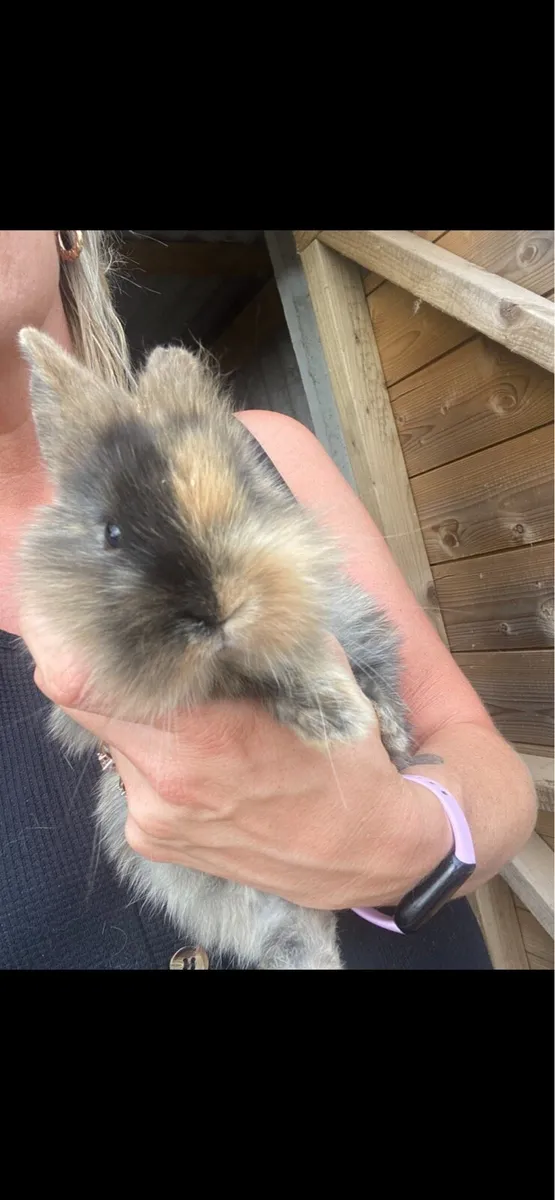 One Male Mixed Breed Rabbit 8 weeks old - Image 4