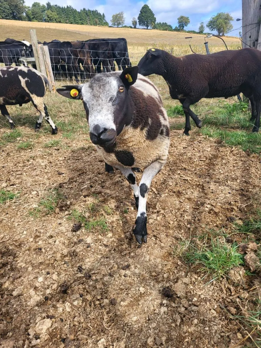 Rams - Image 4