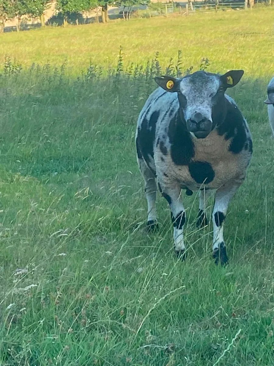 Rams - Image 1
