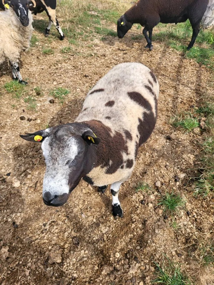 Rams - Image 2