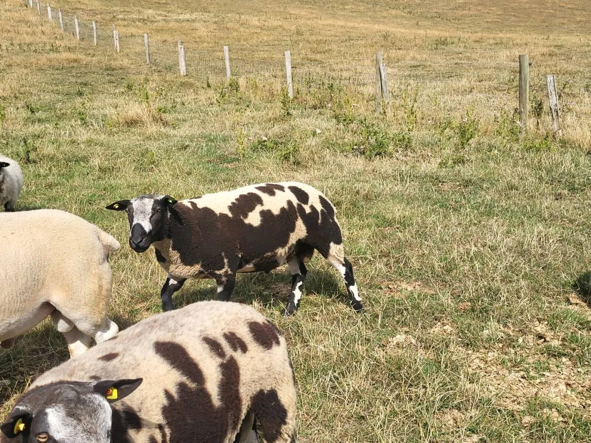 Rams - Image 3