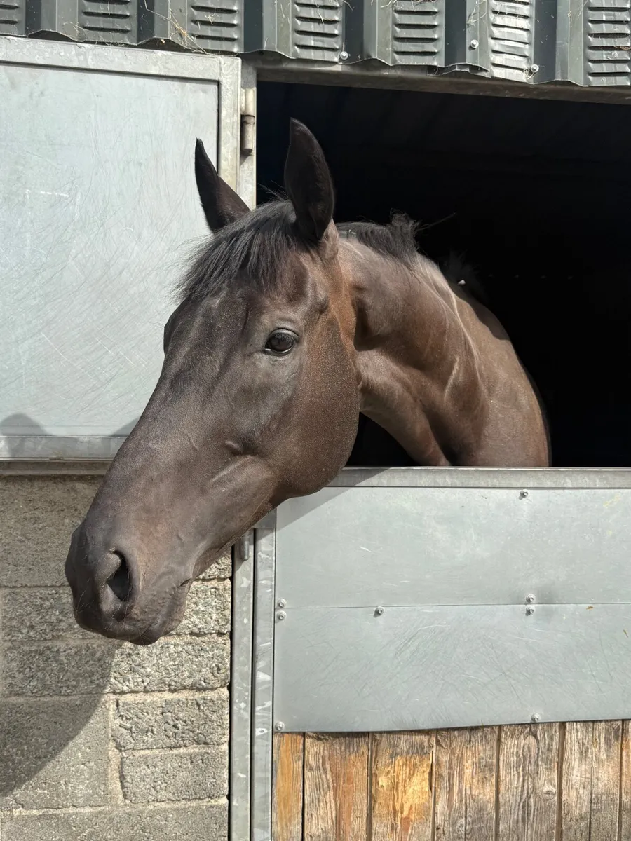 Stunning ROR prospect - Image 3