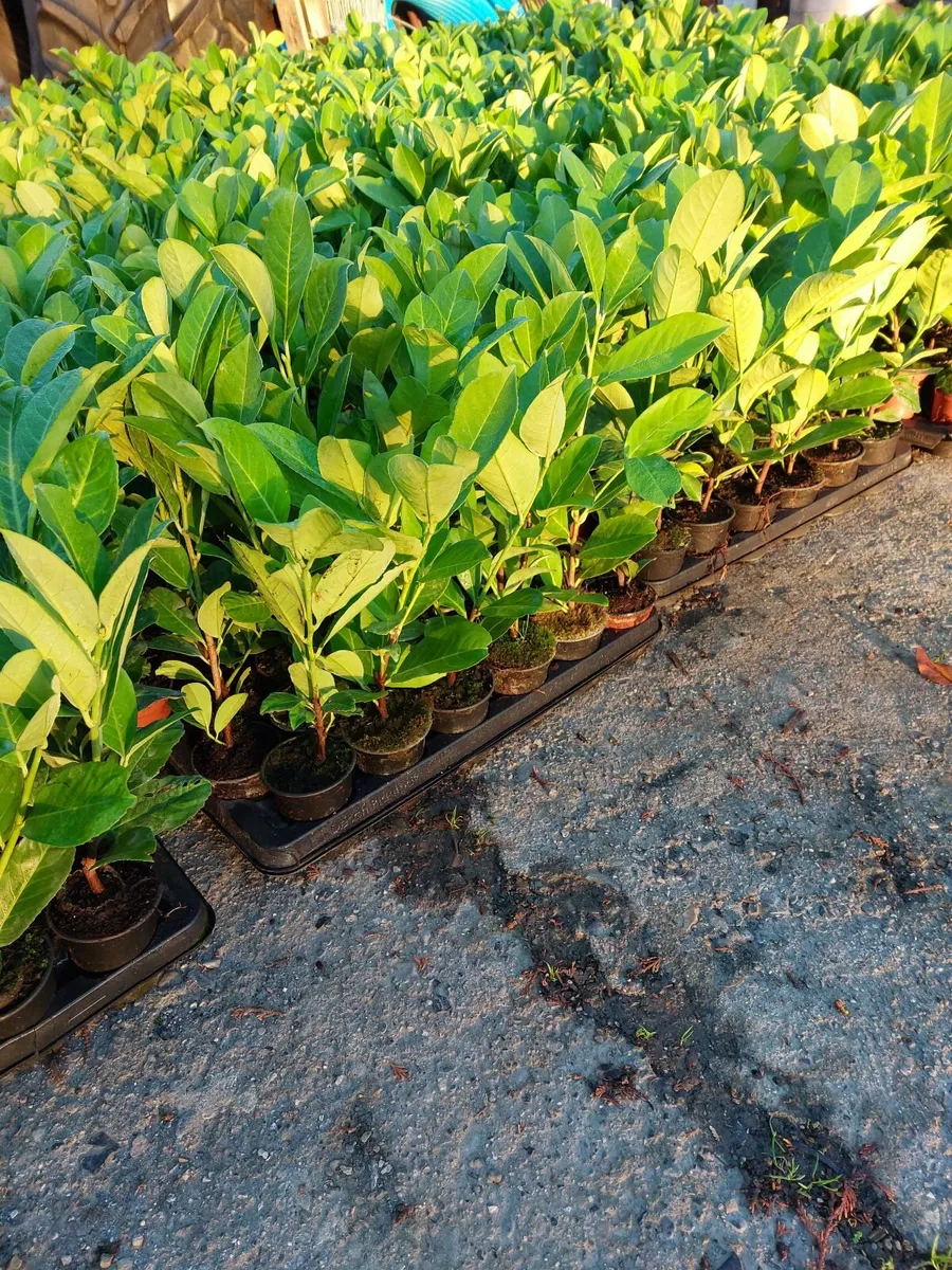 Laurel Hedging - Image 1