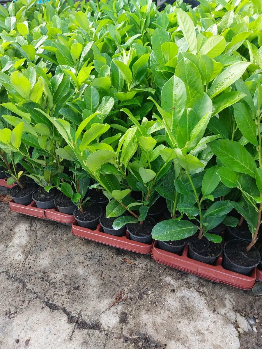 Laurel Hedging - Image 2
