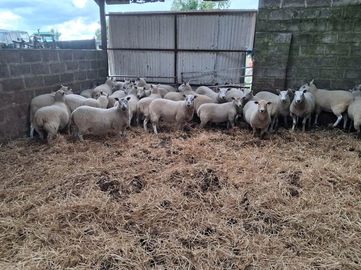 Hoggett Ewes - Image 1