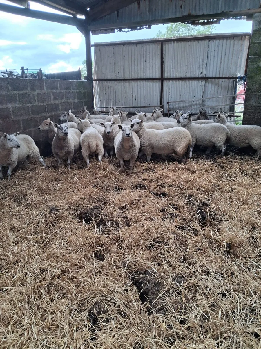 Hoggett Ewes - Image 2