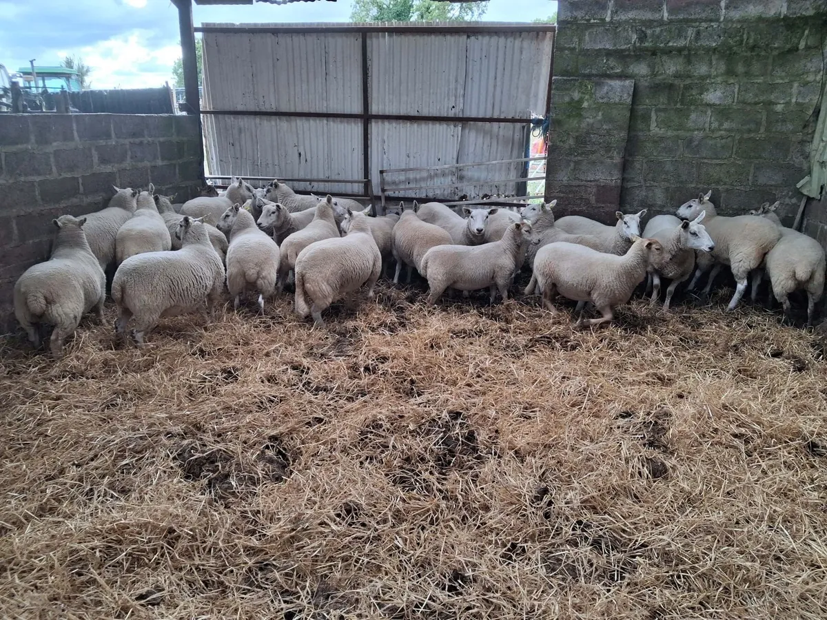 Hoggett Ewes - Image 3