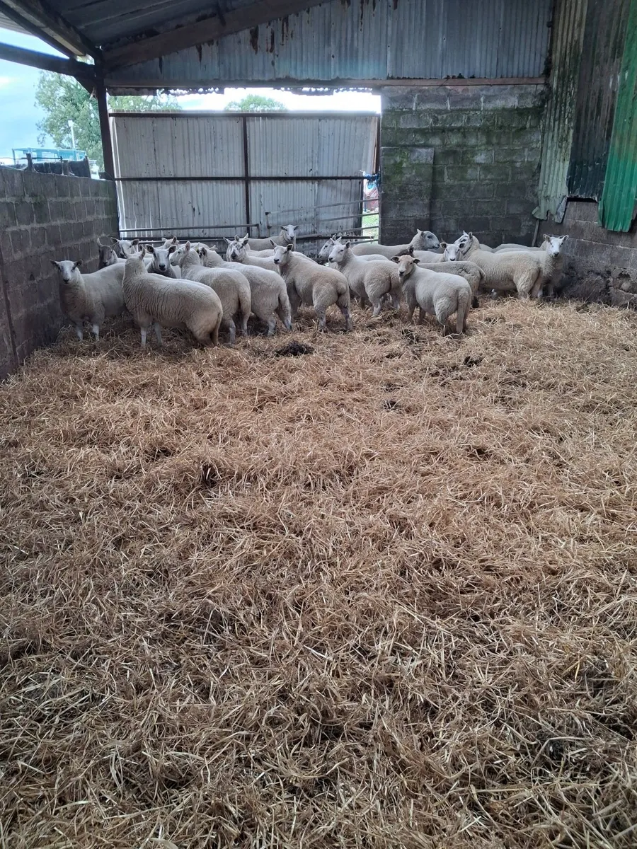 Hoggett Ewes - Image 4