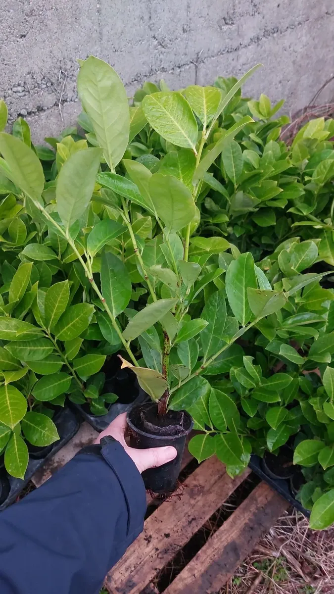 Laurel Hedging