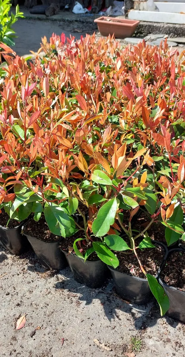 Red Robin Hedging - Image 1