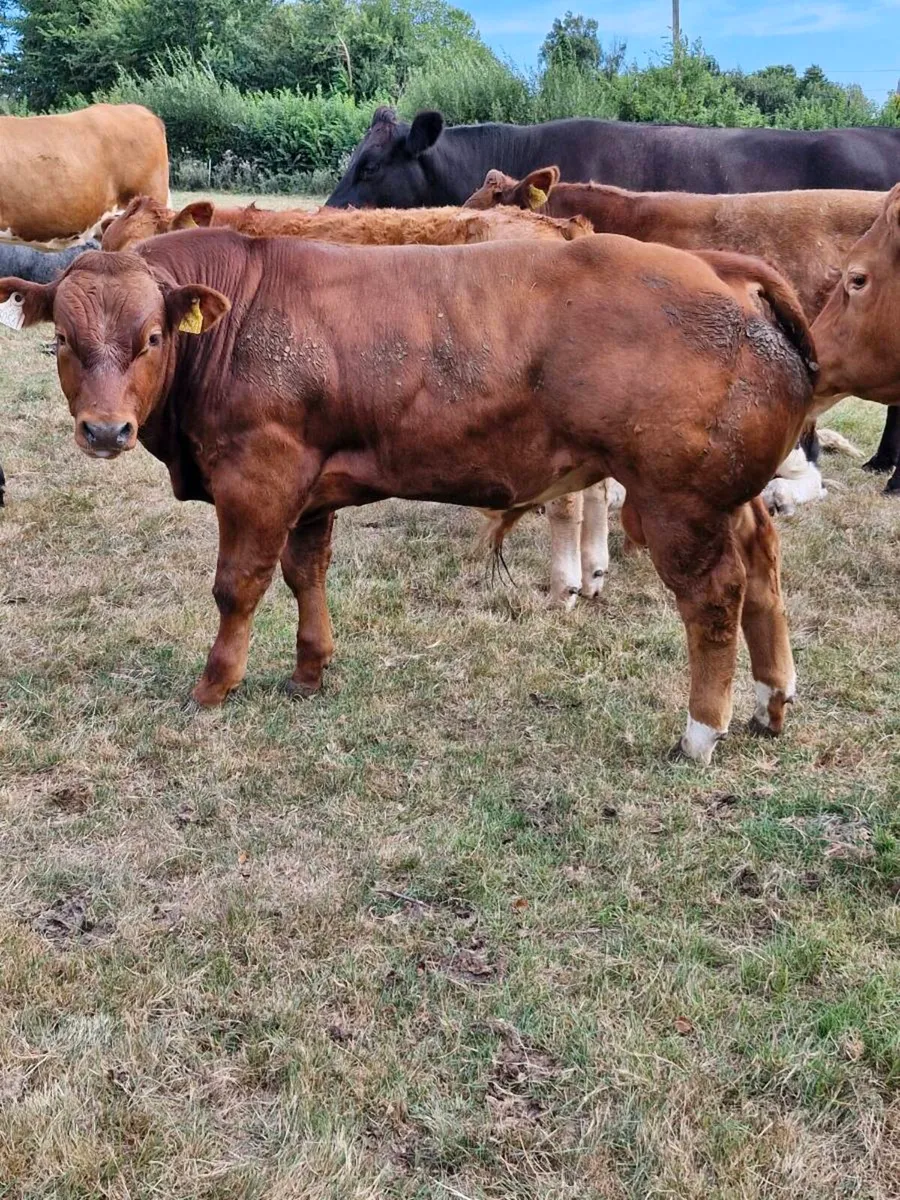 Weanling Sale Enniscorthy Mart Tuesday 1st Septemb - Image 1