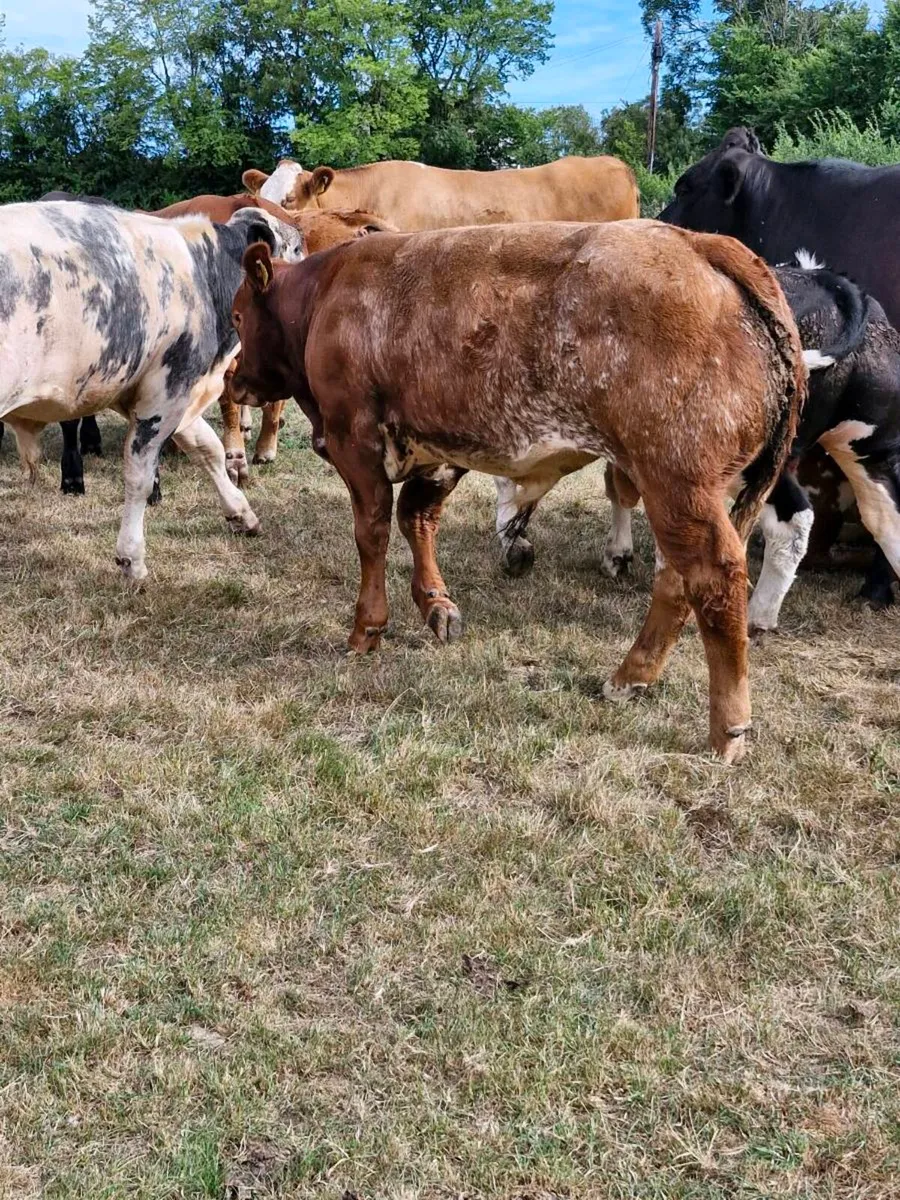 Weanling Sale Enniscorthy Mart Tuesday 1st Septemb - Image 3