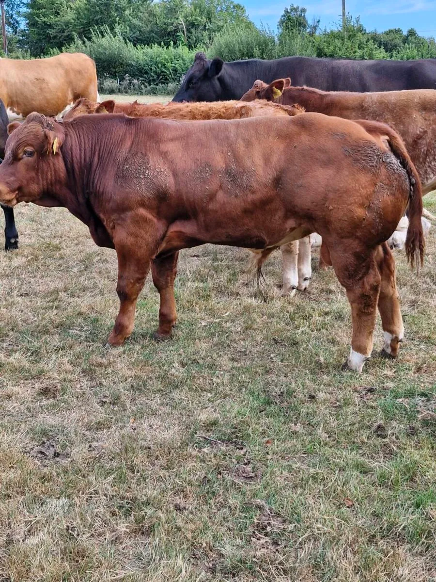 Weanling Sale Enniscorthy Mart Tuesday 1st Septemb - Image 4