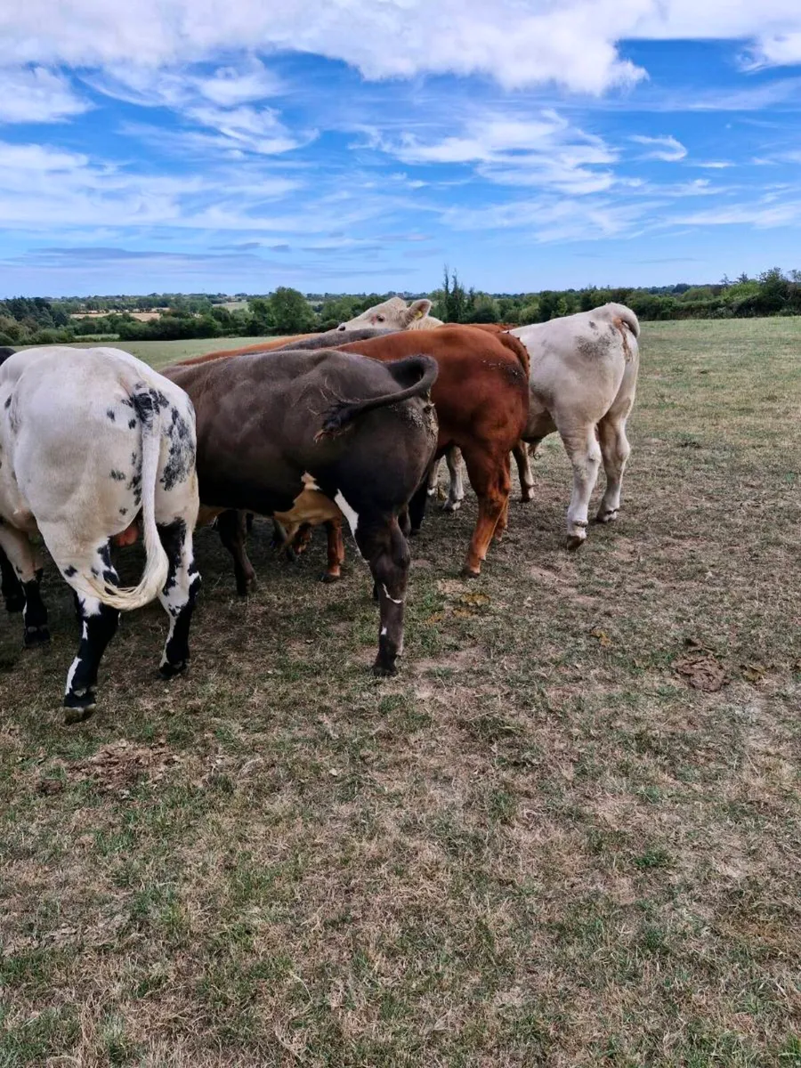 Weanling Sale Enniscorthy Mart Tuesday 1st Septemb - Image 2