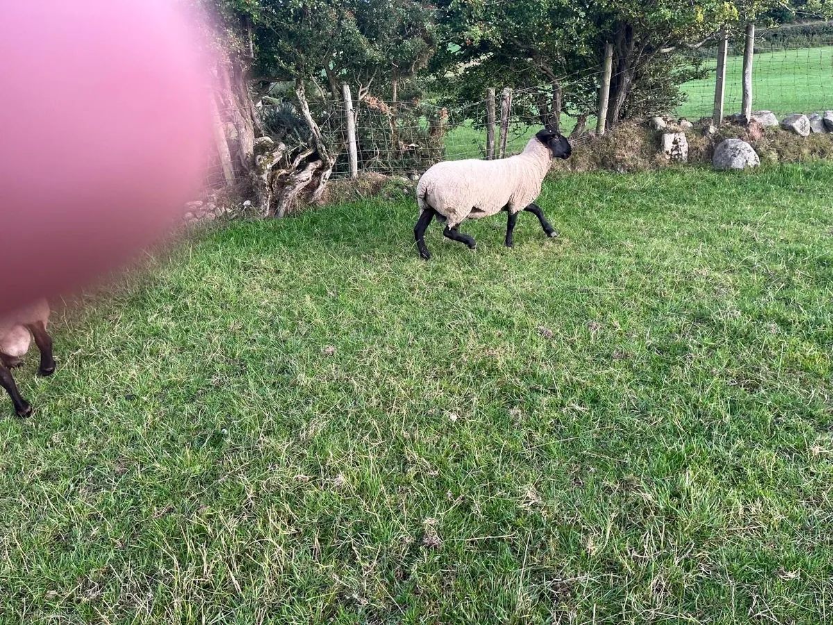 New Zealand Suffolk Ram - Image 2