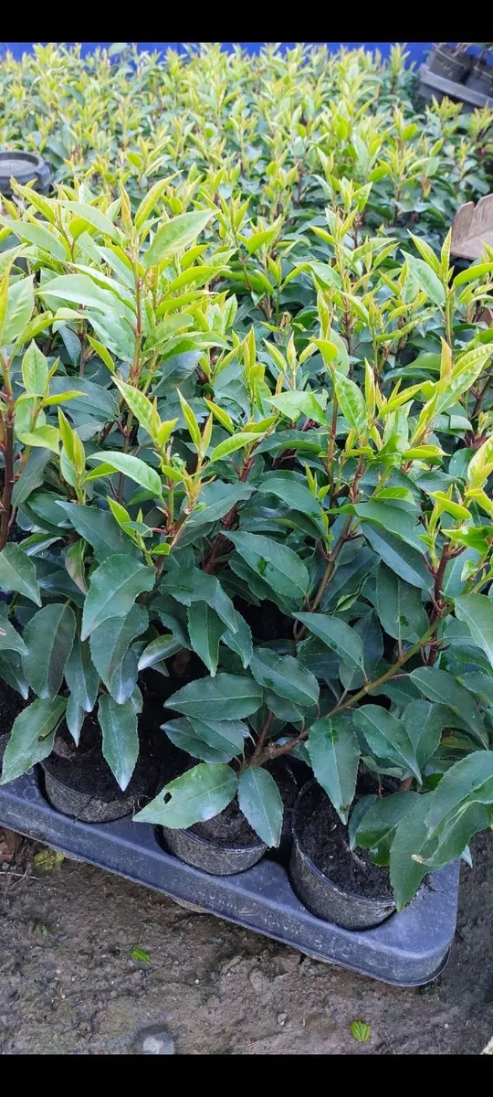 Portuguese Laurel - Image 1