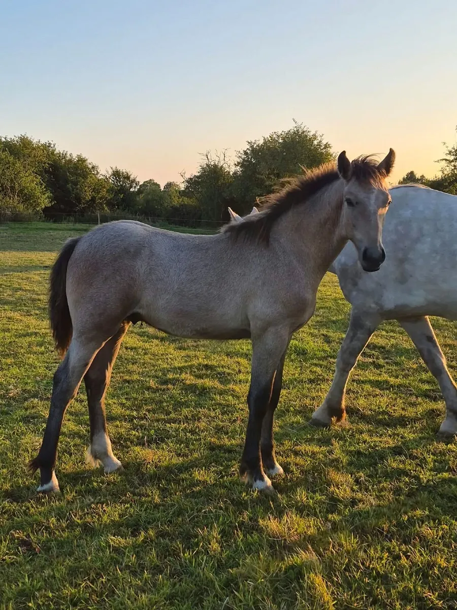 Irish Draught Colt Foal - Image 2