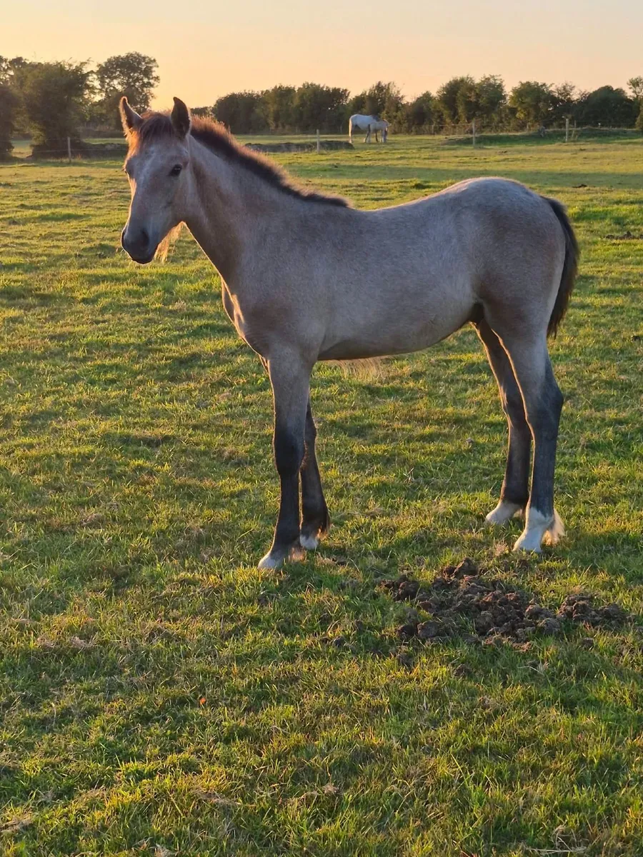 Irish Draught Colt Foal - Image 3