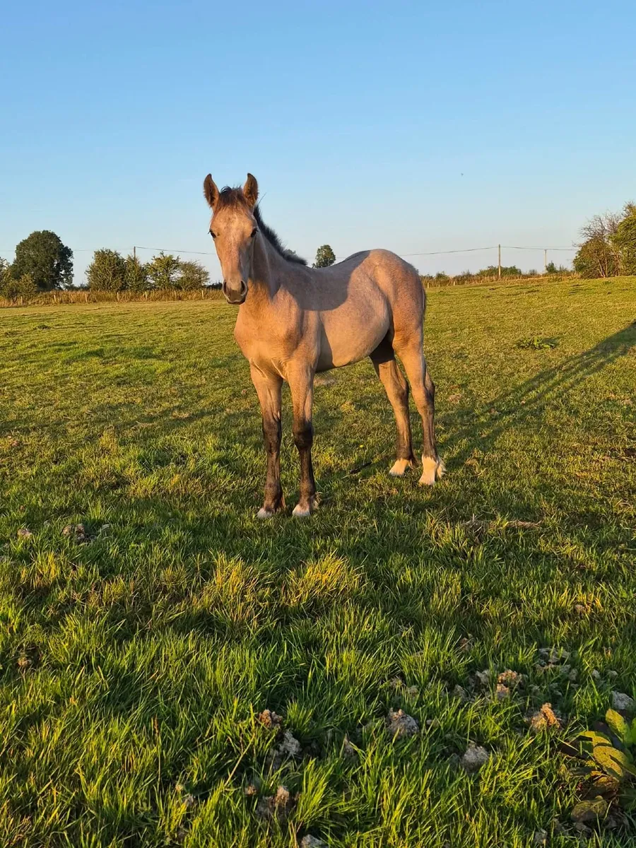 Irish Draught Colt Foal - Image 1